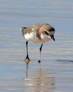 Image of Red-capped Dotterel