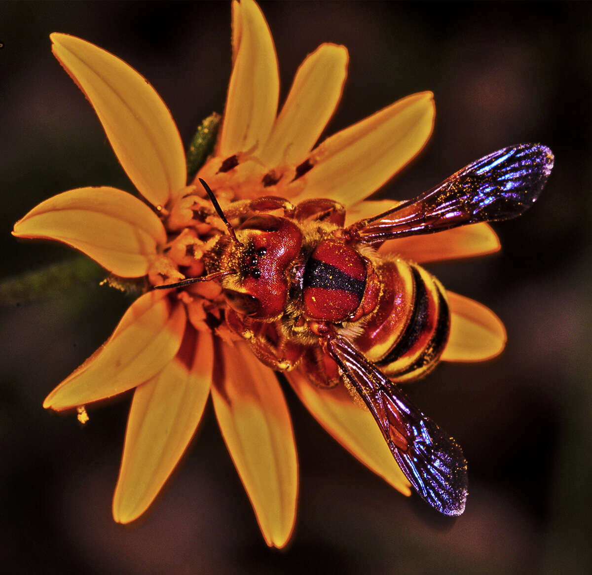 Trachusa cordaticeps (Michener 1949)的圖片