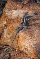 Image of Long-nosed Water Dragon