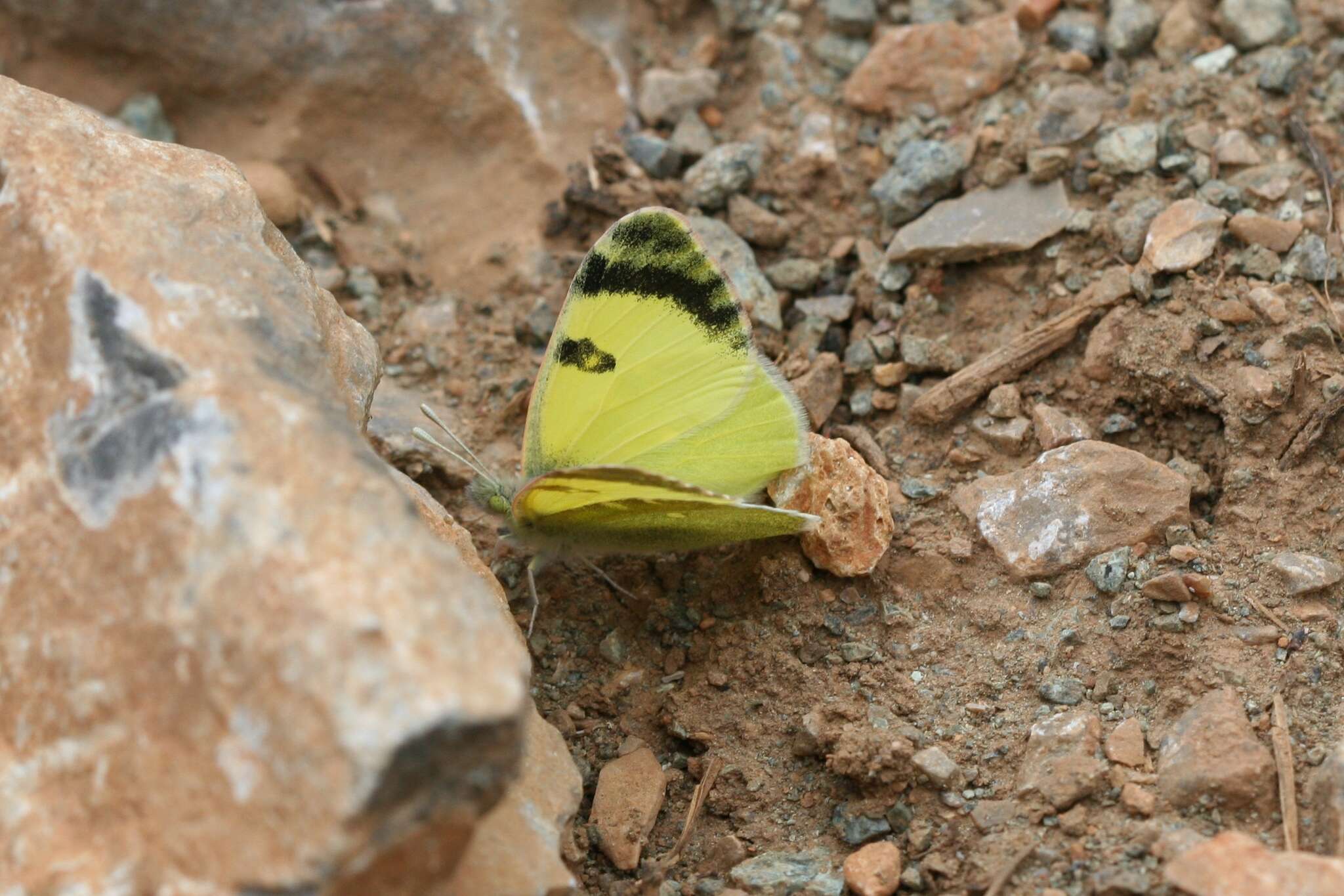 Слика од <i>Euchloe penia</i>