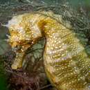 Image of Long-snouted Seahorse