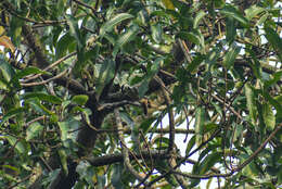 Image of Freckle-breasted Woodpecker