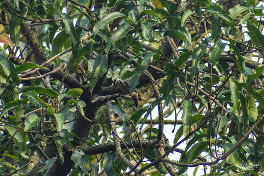 Image of Freckle-breasted Woodpecker