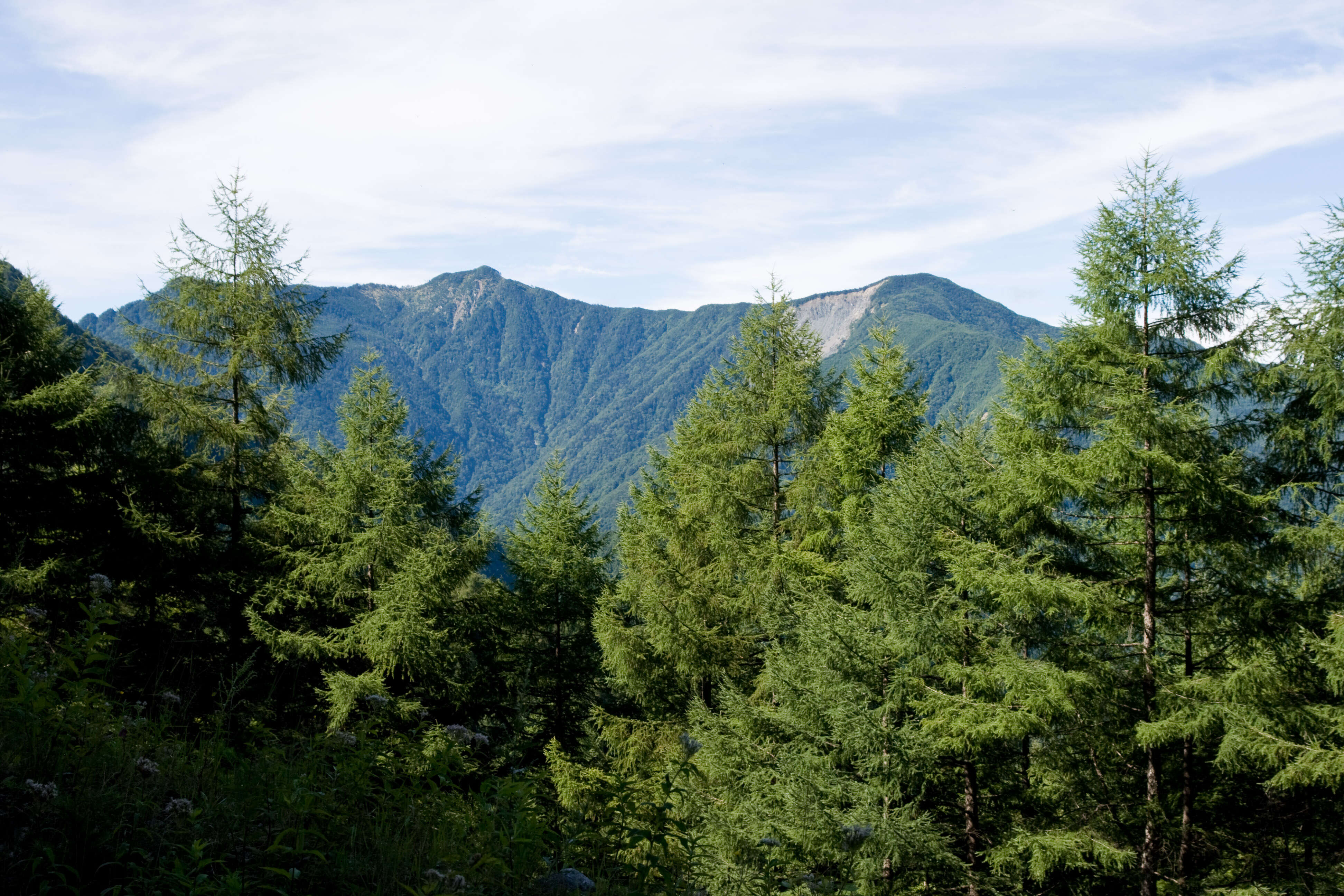 Image of Japanese Larch