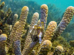 Image of Fingerprint cowry