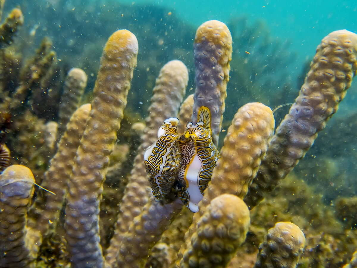 Image of Fingerprint cowry