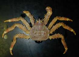 Image of blue king crab