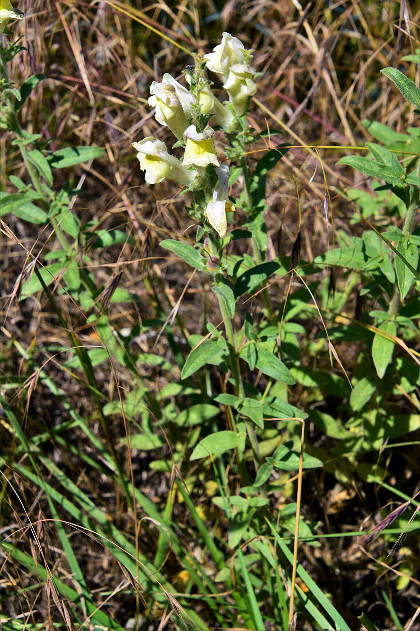 صورة Antirrhinum braun-blanquetii Rothm.