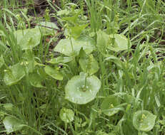 Image of miner's lettuce