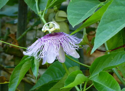 Image of Maypop