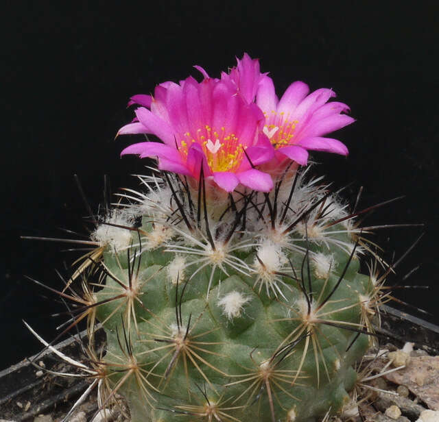 Image of Turbinicarpus viereckii (Werderm.) V. John & Ríha