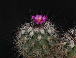 Image of Turbinicarpus viereckii (Werderm.) V. John & Ríha