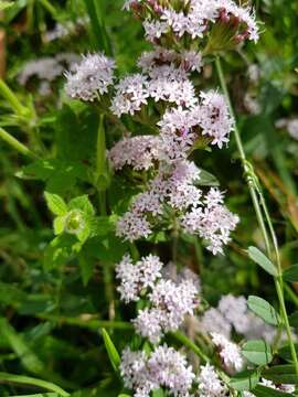 Image de Stevia rebaudiana (Bertoni) Bertoni