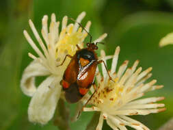 Image of red capsid bug