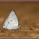 Слика од Hypolycaena nilgirica