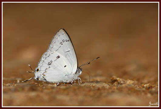 Image of Hypolycaena nilgirica