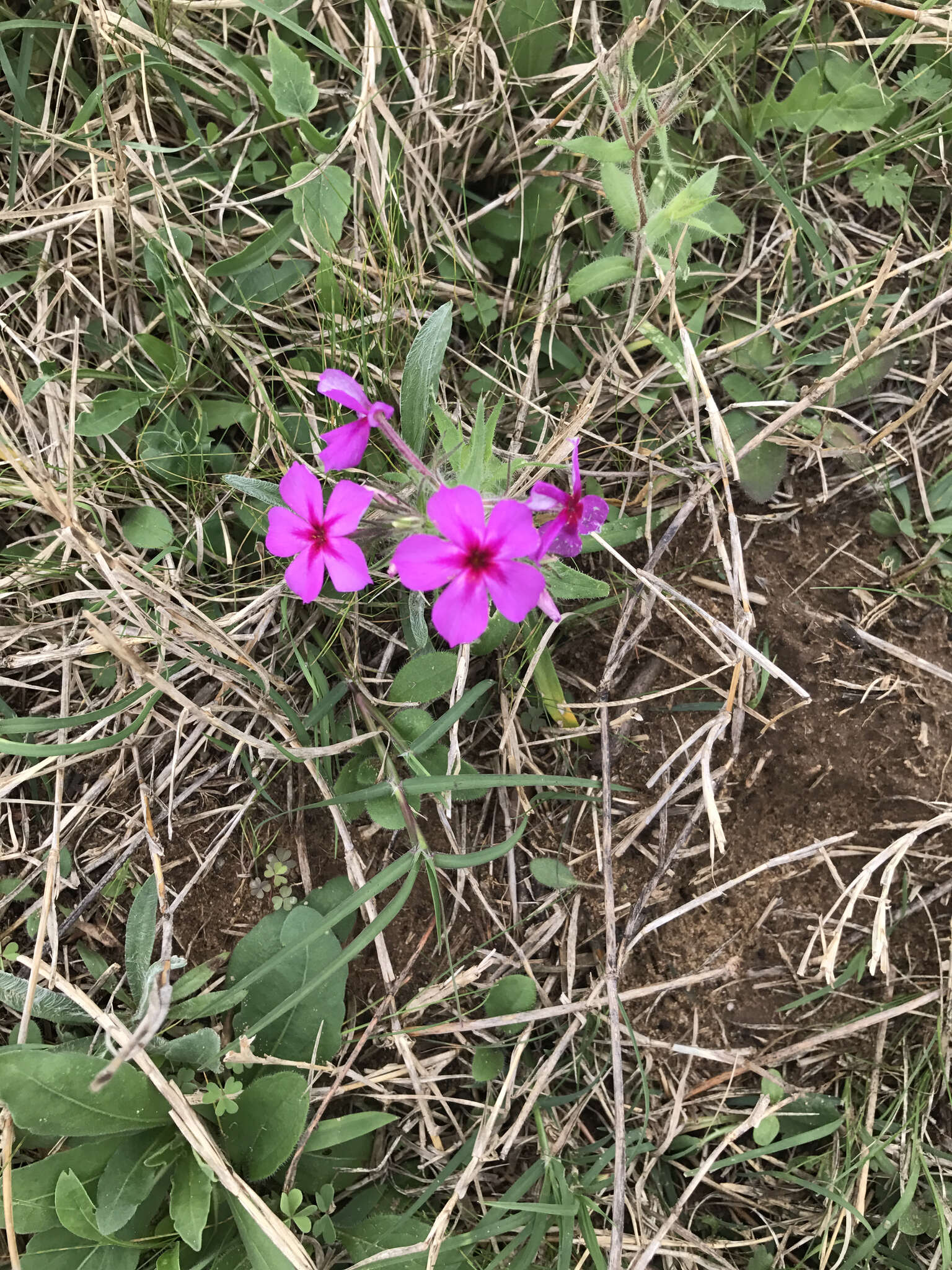 Image of annual phlox