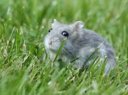 Image of Dzhungarian Hamster