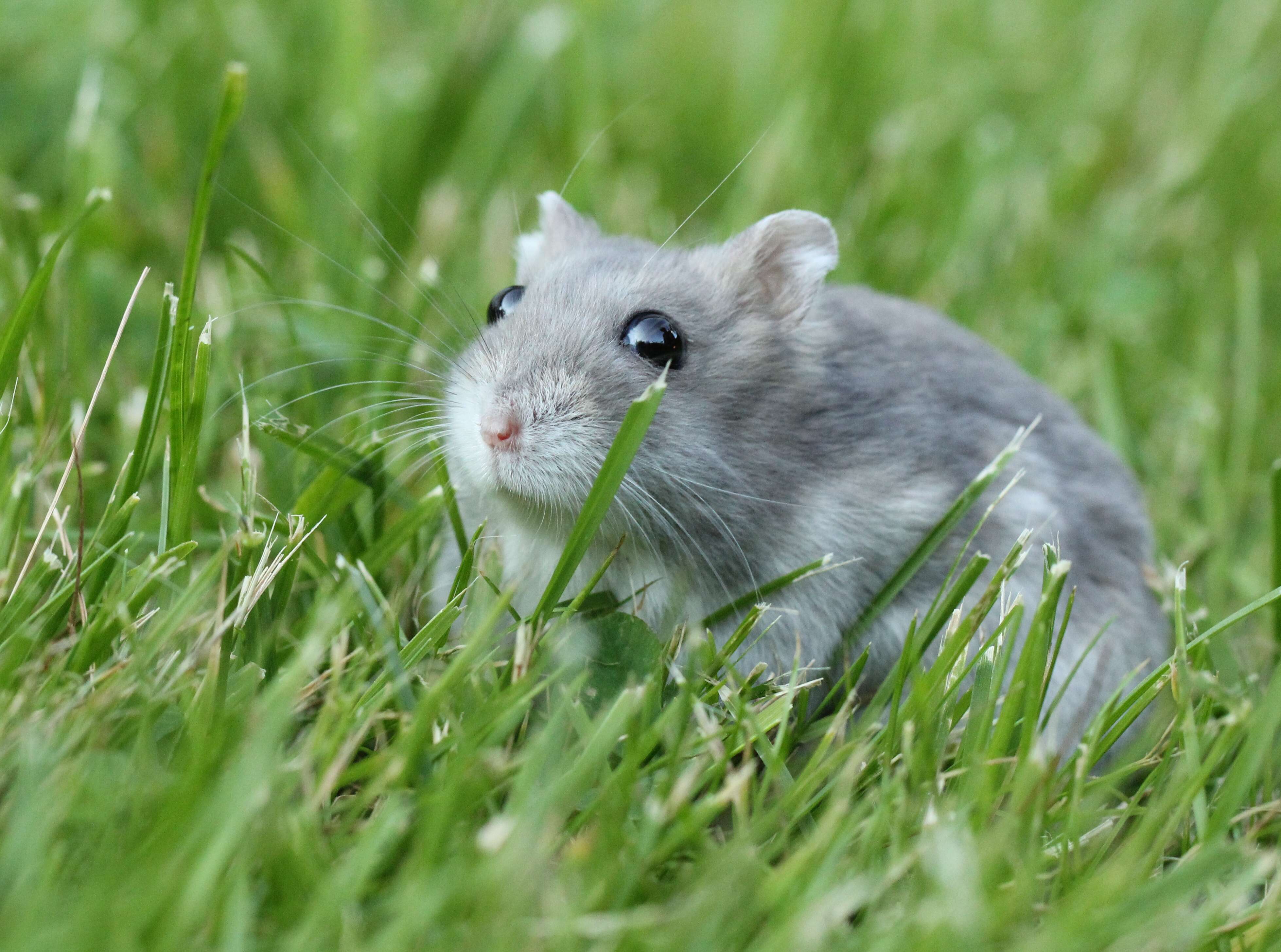 File:Pearl Winter White Russian Dwarf Hamster - Side.jpg - Wikipedia