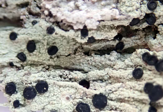 صورة <i>Megalospora atrorubricans</i>