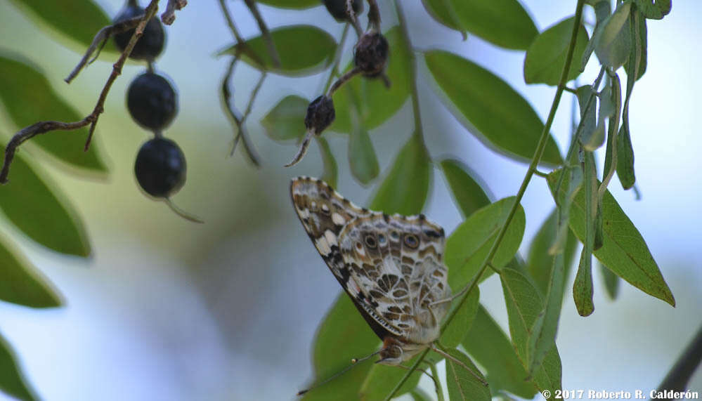 Image of Eve's necklacepod