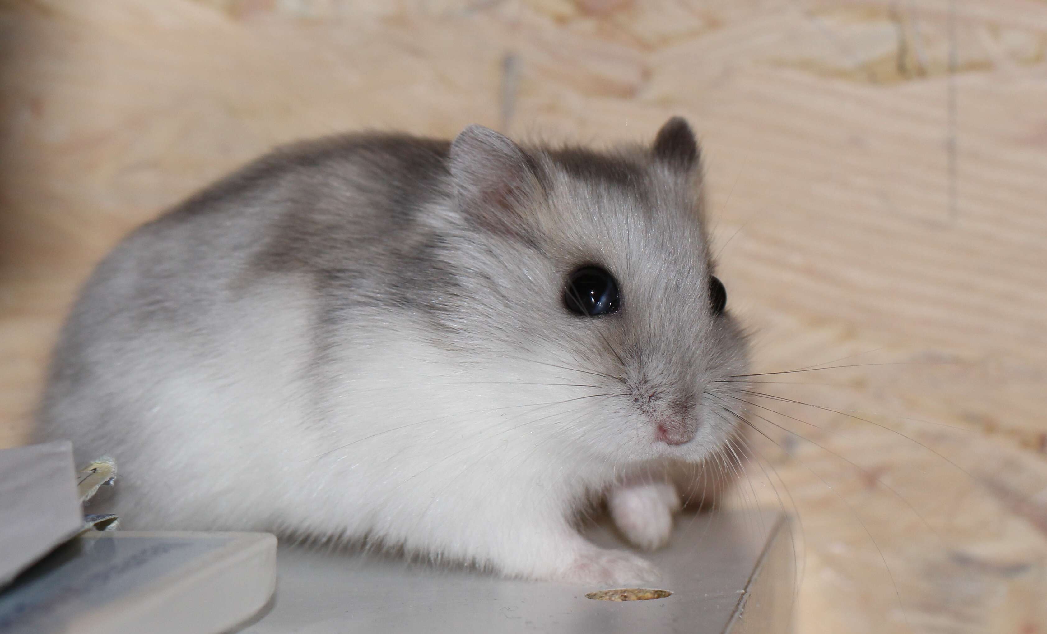 Image of Dzhungarian Hamster