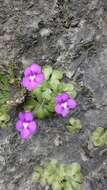 Image of Pinguicula cyclosecta Casper