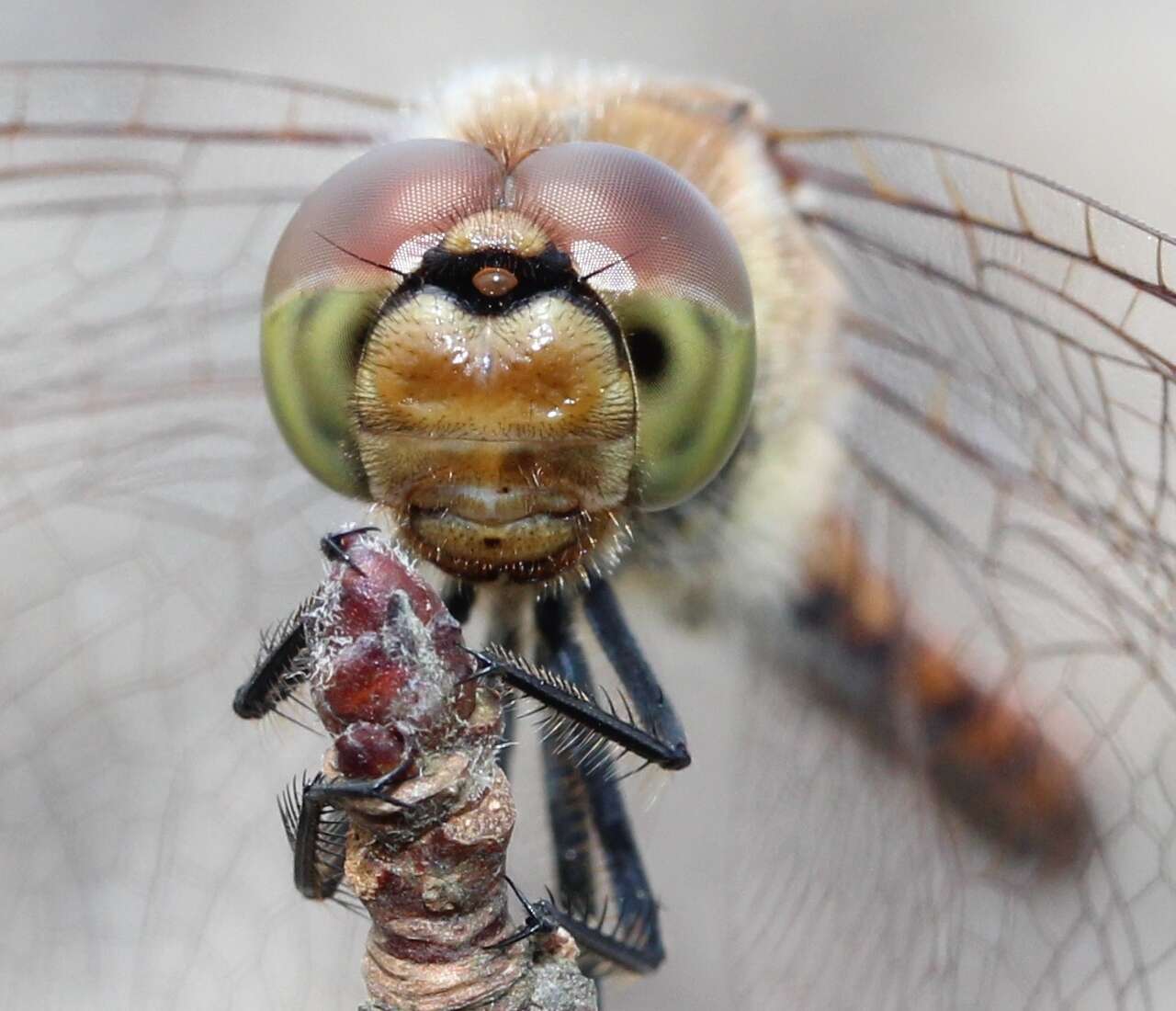 Image of Autumn darter