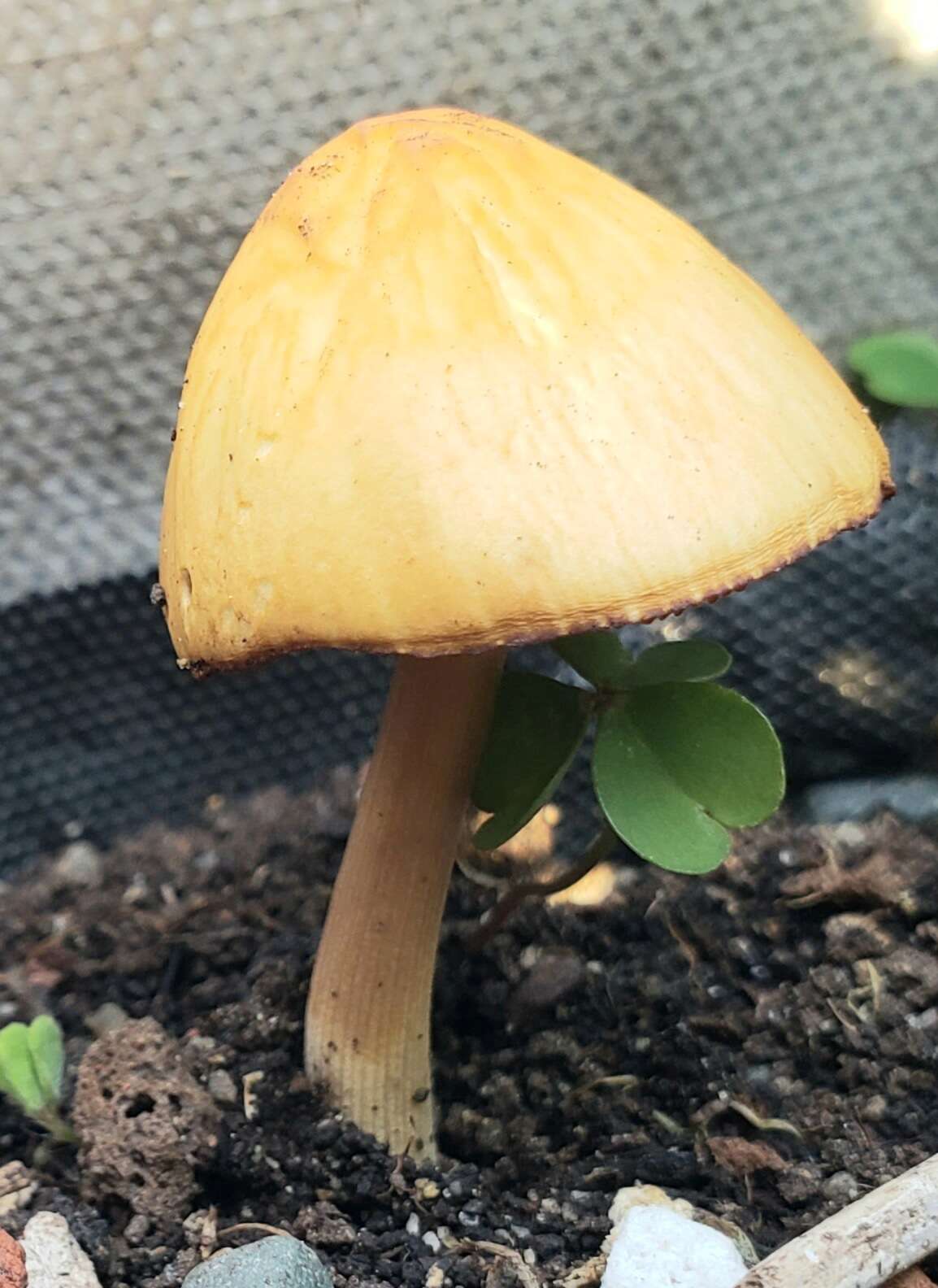 Conocybe aurea (Jul. Schäff.) Hongo 1963 resmi