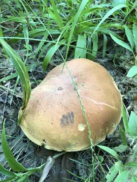 Image of Boletus subluridellus A. H. Sm. & Thiers 1971