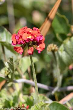 Image of Kennedia coccinea Vent.