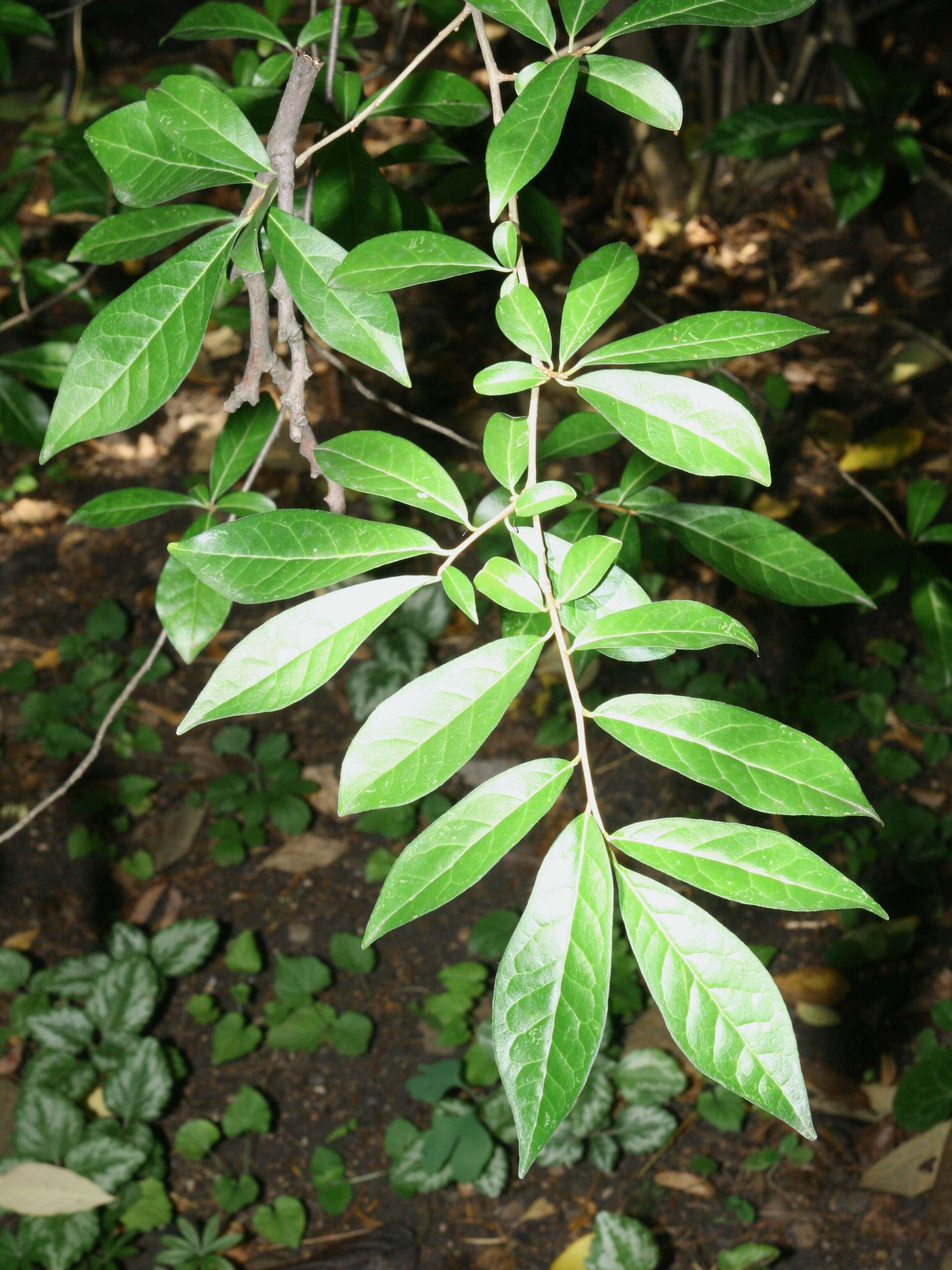 Image of Orixa japonica Thunb.