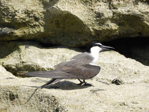 Image of Bridled Tern