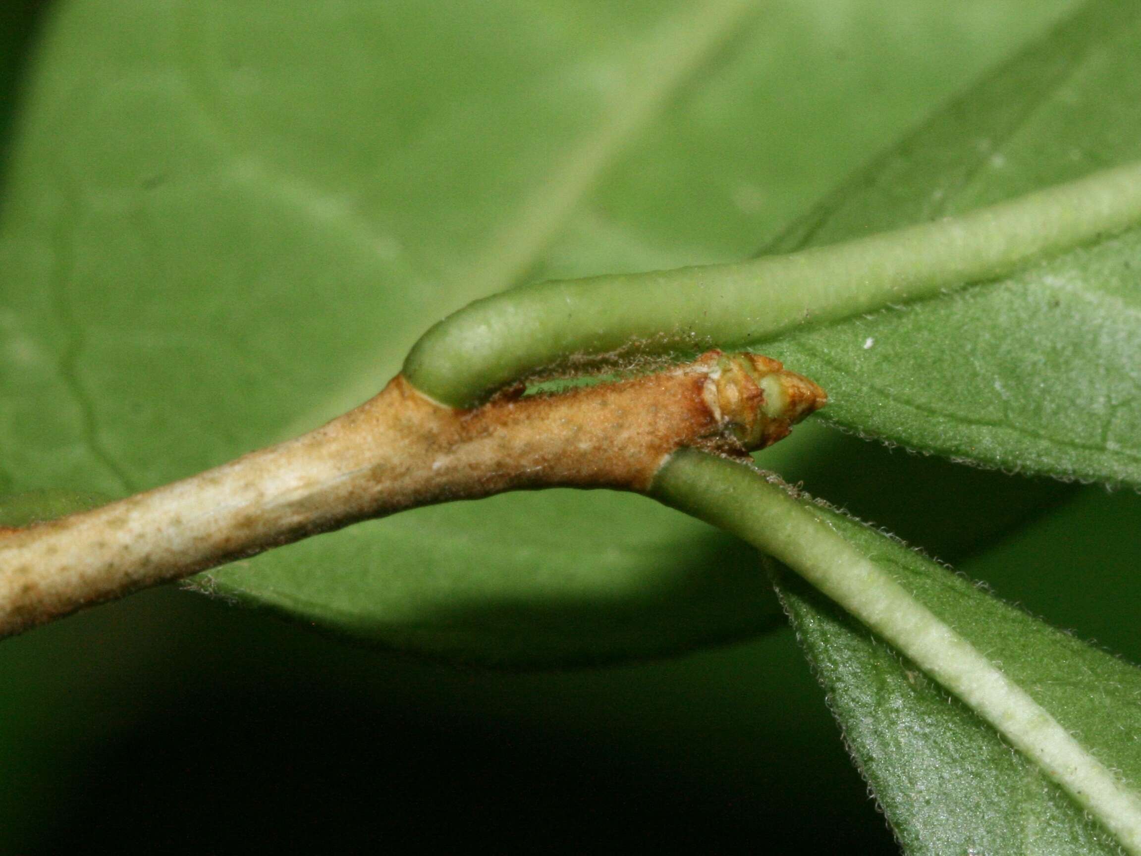 Image of Orixa japonica Thunb.