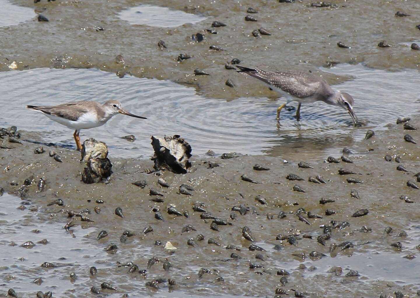 Image of Gray-tailed Tattler