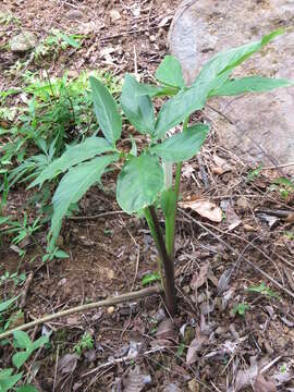 Xanthosoma wendlandii (Schott) Standl.的圖片