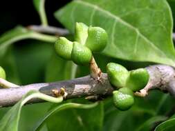 Image of Orixa japonica Thunb.