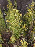 Image of Dittrichia viscosa subsp. revoluta (Hoffmgg. & Link) P. Silva & Tutin