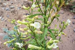 Plancia ëd Nicotiana attenuata Torr. ex S. Wats.