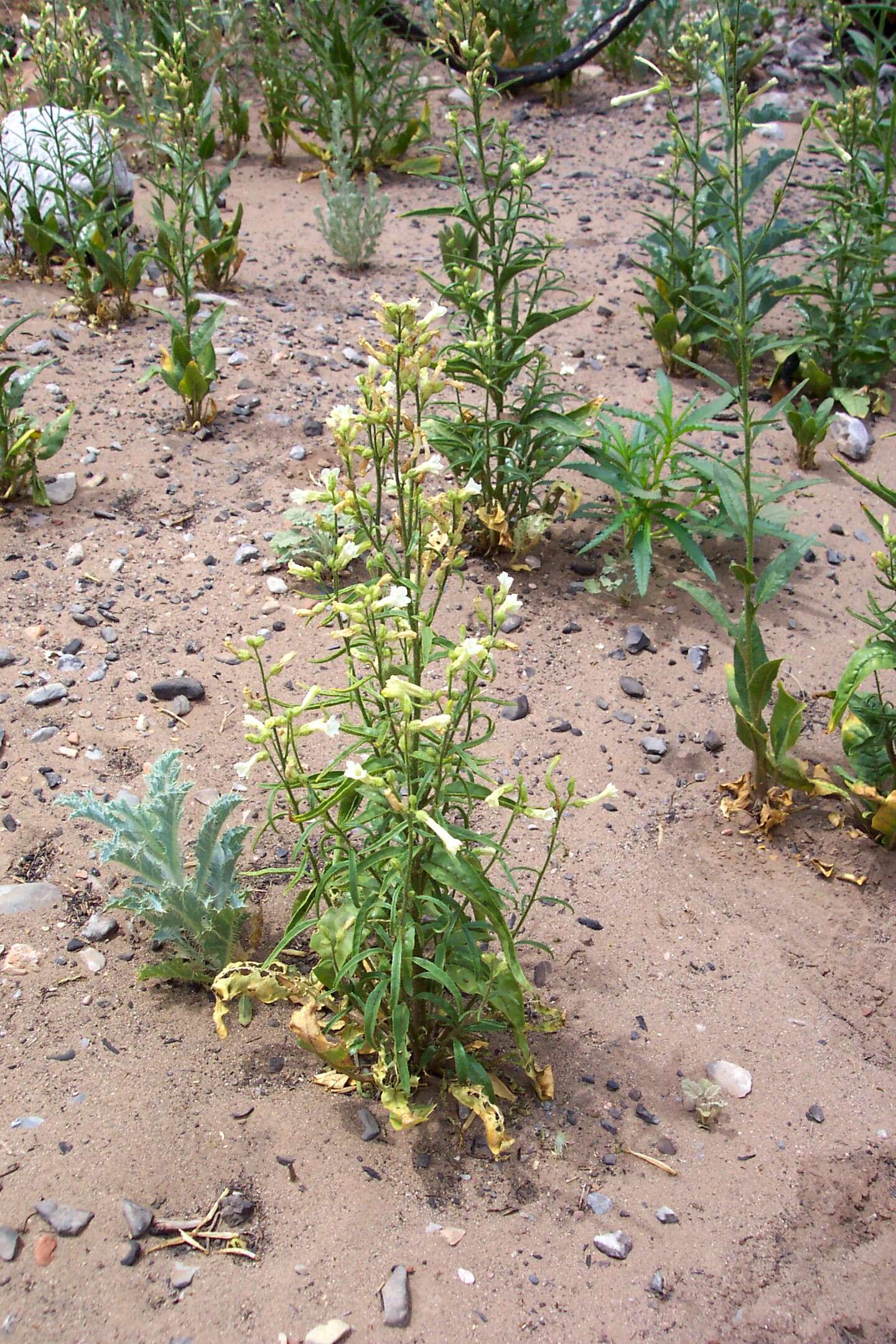 Plancia ëd Nicotiana attenuata Torr. ex S. Wats.