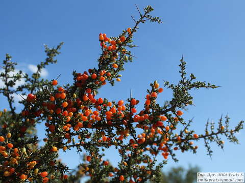 Image of Condalia microphylla Cav.