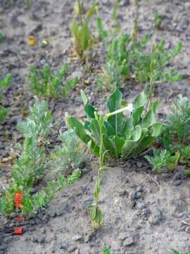 Image of Coyote Tobacco