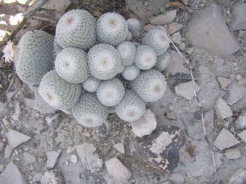 Image of Epithelantha greggii (Engelm.) Orcutt