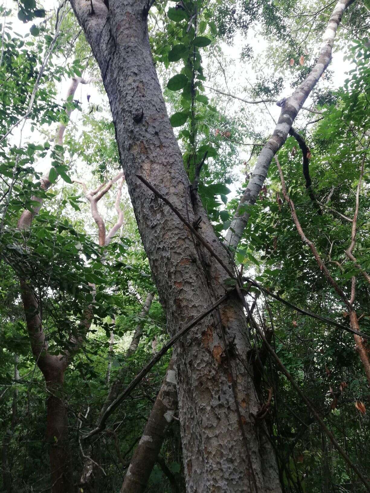 Image of Venetian sumac