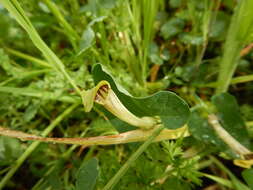 Image of Aristolochia paucinervis Pomel