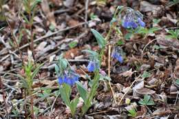 Image of Alaska tall bluebells