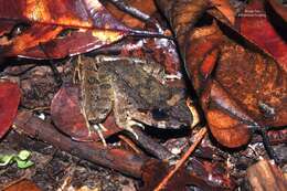 Image of Giant River Frog