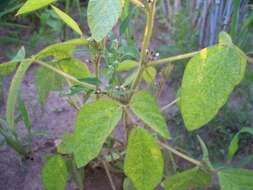 Image of soybean