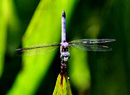 Image of Blue Dasher