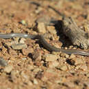 Image of Granite Worm-lizard